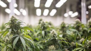 cannabis-reference