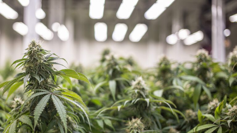 cannabis-reference